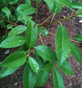wet_leaves